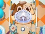 Animal Daycare